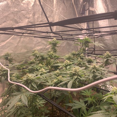 Super Glue growlog timeline photo