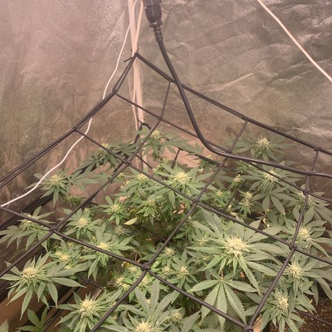 Super Glue growlog timeline photo