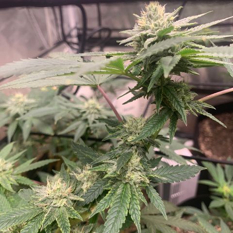 Super Glue growlog timeline photo