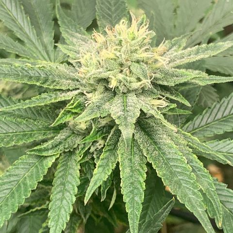 Super Glue growlog timeline photo