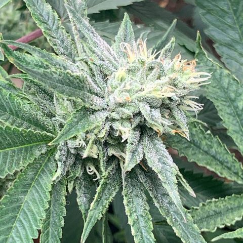 Super Glue growlog timeline photo