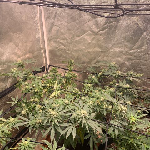 Super Glue growlog timeline photo
