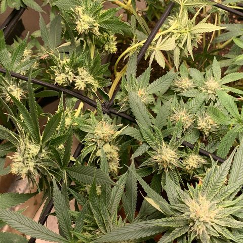 Super Glue growlog timeline photo