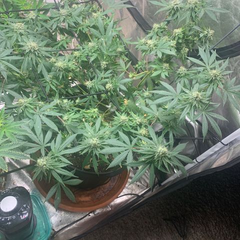 Super Glue growlog timeline photo
