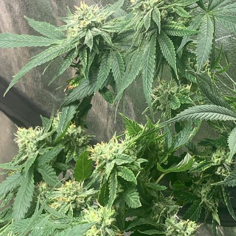Super Glue growlog timeline photo