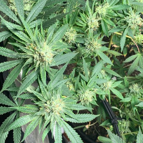 Super Glue growlog timeline photo