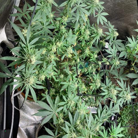 Super Glue growlog timeline photo