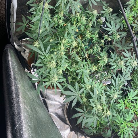 Super Glue growlog timeline photo