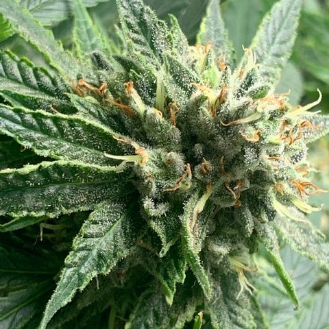 Super Glue growlog timeline photo