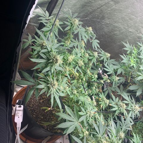 Super Glue growlog timeline photo