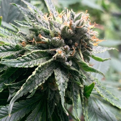 Super Glue growlog timeline photo