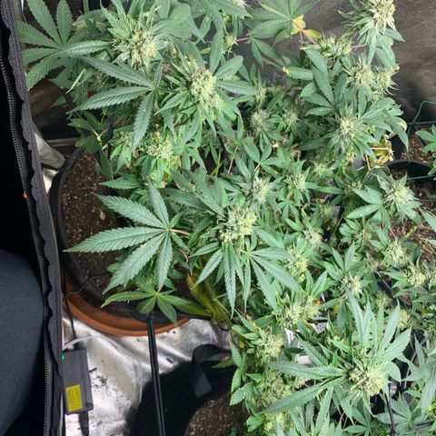 Super Glue growlog timeline photo