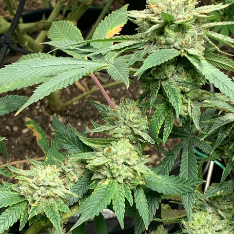 Super Glue growlog timeline photo