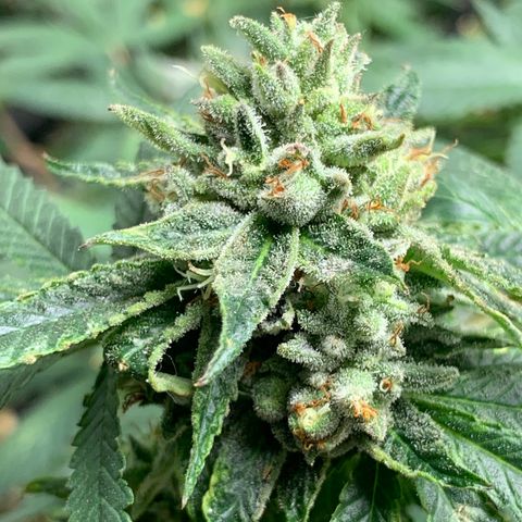 Super Glue growlog timeline photo