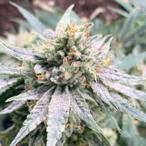 Super Glue growlog timeline photo