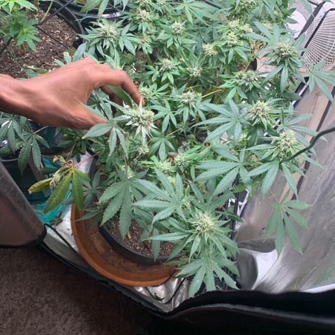 Super Glue growlog timeline photo