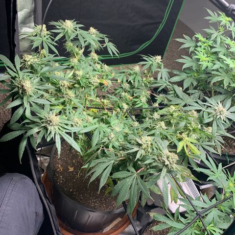 Super Glue growlog timeline photo