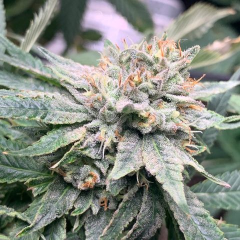 Super Glue growlog timeline photo