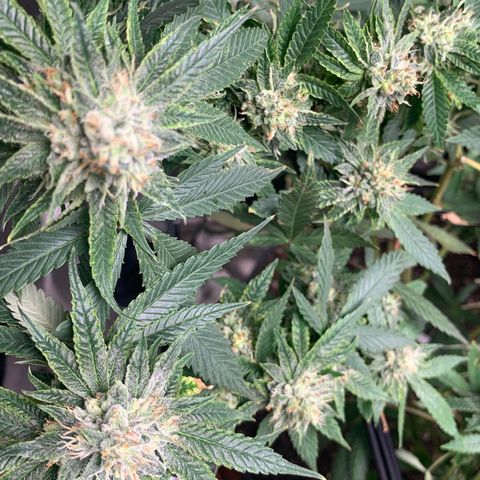 Super Glue growlog timeline photo
