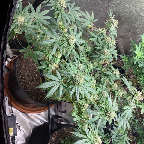 Super Glue growlog timeline photo
