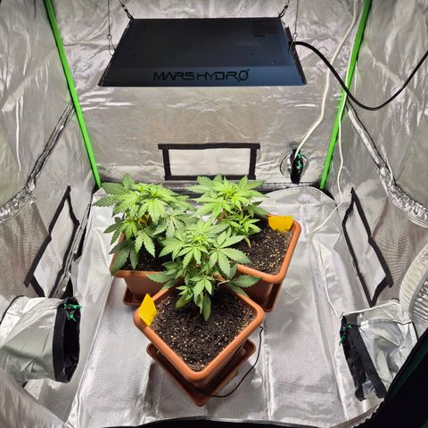 HulkBerry Automatic growlog photo: Lichthöhe angepasst
Ph wert angepasst auf 6.4 und gegossen 