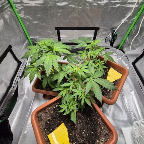 HulkBerry Automatic growlog timeline photo