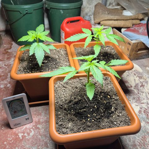 HulkBerry Automatic growlog timeline photo