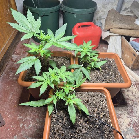 HulkBerry Automatic growlog photo: LST and topping 