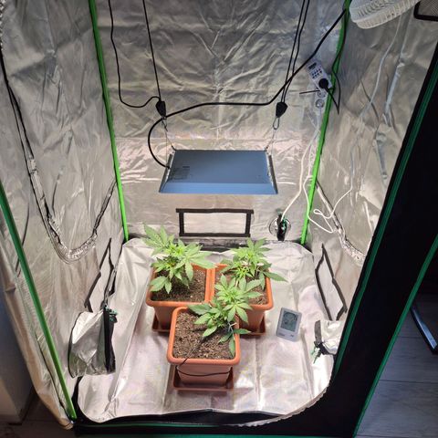 HulkBerry Automatic growlog photo: Umzug ins Zelt
