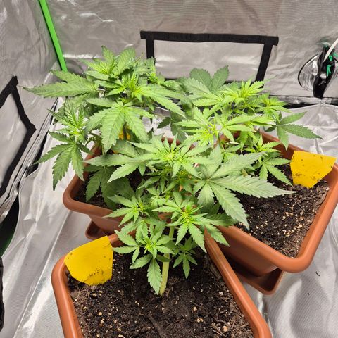 HulkBerry Automatic growlog photo: Weiter entlaubt 