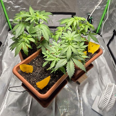 HulkBerry Automatic growlog timeline photo