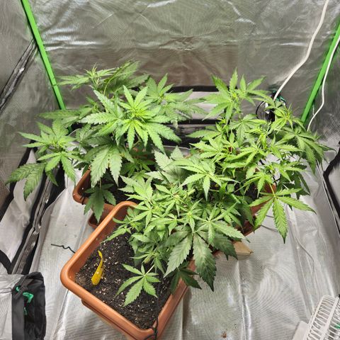 HulkBerry Automatic growlog photo: LST alle drei Pflanzen