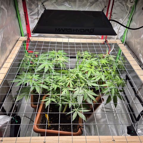 HulkBerry Automatic growlog photo: Scrog Netz installiert 