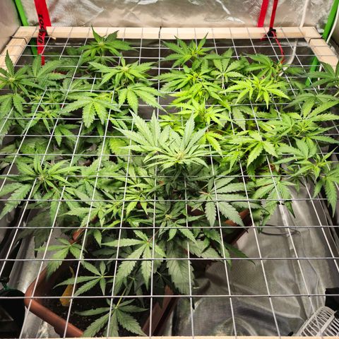 HulkBerry Automatic growlog timeline photo