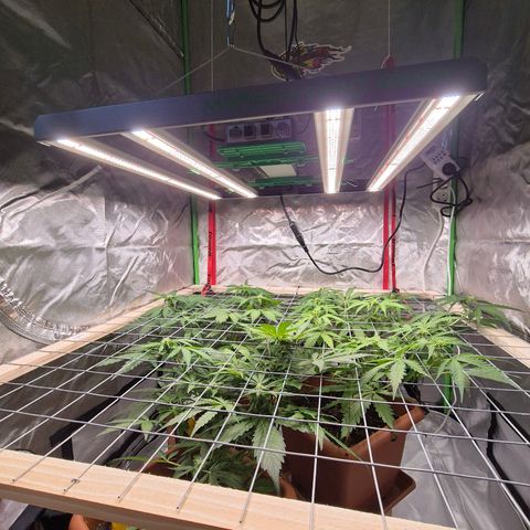 HulkBerry Automatic growlog photo: Mars Hydro FC E3000 installiert 