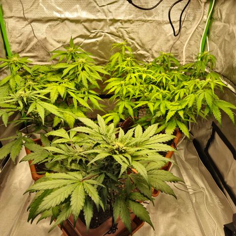 HulkBerry Automatic growlog photo: Scrog entfernt 