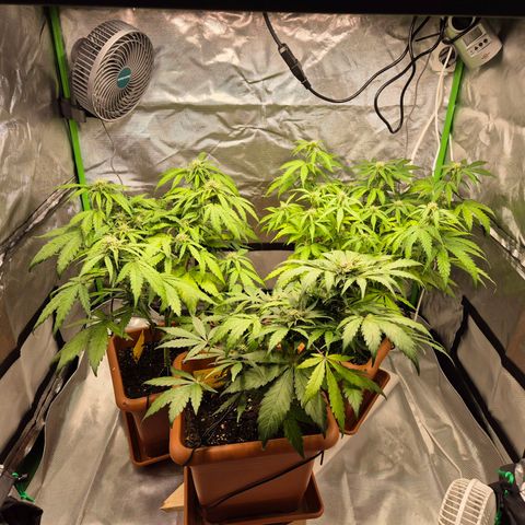 HulkBerry Automatic growlog timeline photo