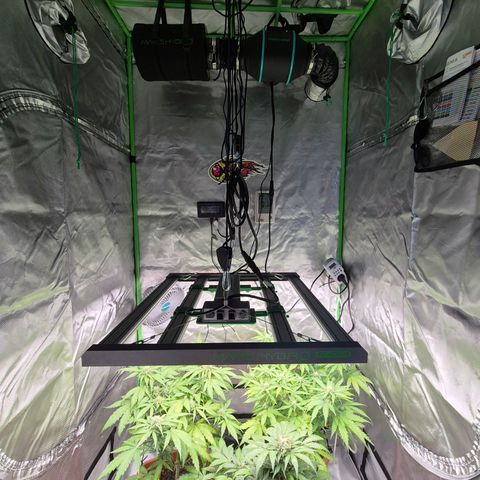 HulkBerry Automatic growlog photo: Abluft installiert
12 ml clamag
6 ml top max
12 ml bio grow
6 ml bio bloom 