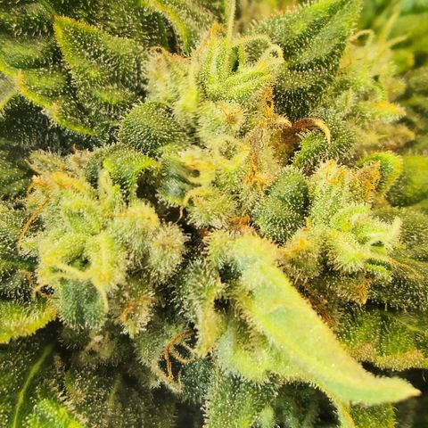 HulkBerry Automatic growlog timeline photo