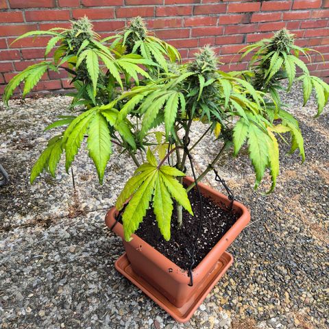HulkBerry Automatic growlog timeline photo