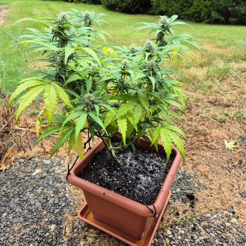 HulkBerry Automatic growlog timeline photo