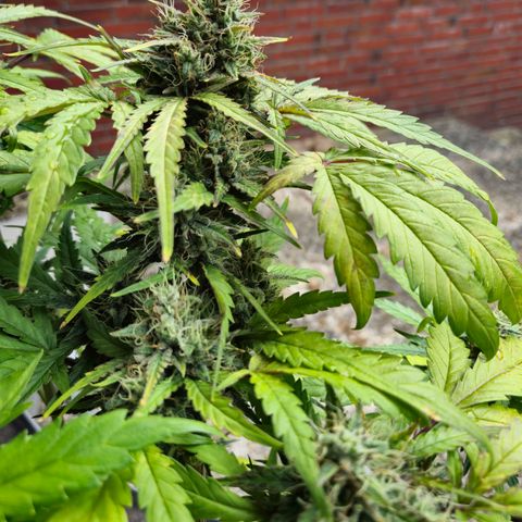 HulkBerry Automatic growlog photo: Nochmal Blattdüngung mit Canna Mono Stickstoff und 500ml je Pflanze in Substrat gedüngt mit 2ml Canna Mono Stickstoff 