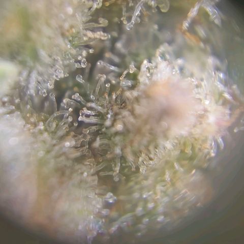 HulkBerry Automatic growlog photo: Mikroskop gekauft. Trichome sehen gut aus 