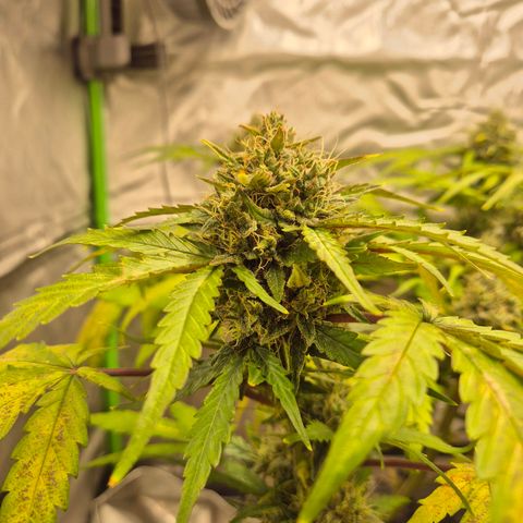 HulkBerry Automatic growlog photo: Close to harvest this plant 
