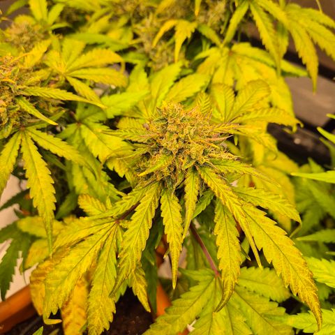 HulkBerry Automatic growlog photo: Going into fall colors 