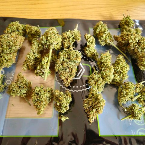 HulkBerry Automatic growlog photo: 32 gramm Pflanze zwei 
