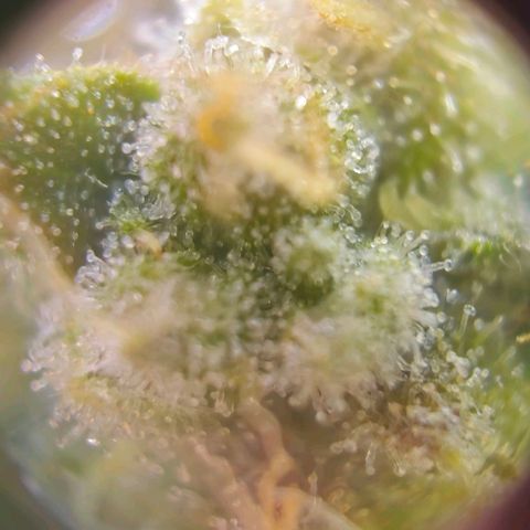 HulkBerry Automatic growlog photo: Last woman standing 