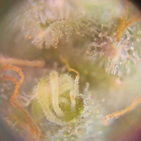 HulkBerry Automatic growlog photo: Last woman standing 