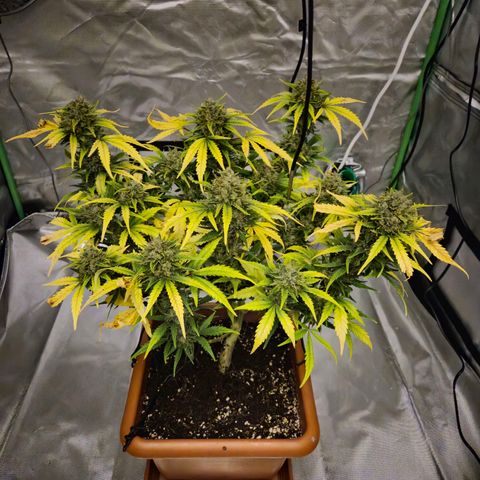 HulkBerry Automatic growlog photo: Last woman standing 