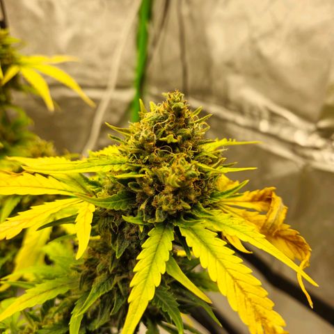 HulkBerry Automatic growlog photo: Last woman standing 